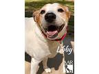 Libby, Labrador Retriever For Adoption In Tomball, Texas