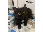 Millie, Domestic Shorthair For Adoption In South Bend, Indiana