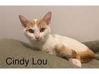 Cindy Lou, Domestic Shorthair For Adoption In South Bend, Indiana