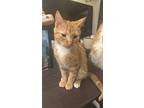 Creamsicle, Domestic Shorthair For Adoption In South Bend, Indiana