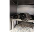 Chewy, Domestic Longhair For Adoption In Missoula, Montana