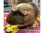 Billy, Guinea Pig For Adoption In Oshkosh, Wisconsin