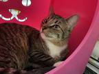 Boots, Domestic Shorthair For Adoption In Oshkosh, Wisconsin