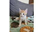 Crush, Domestic Shorthair For Adoption In La Habra, California