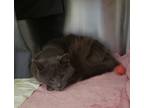 Drizzle, Domestic Mediumhair For Adoption In Baltimore, Maryland