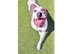 Penelope, American Pit Bull Terrier For Adoption In Vallejo, California