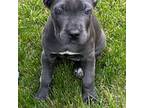 Cane Corso Puppy for sale in Anderson, IN, USA