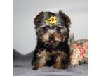 Yorkshire Terrier Puppy for sale in Los Angeles, CA, USA