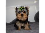 Yorkshire Terrier Puppy for sale in Los Angeles, CA, USA