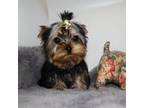 Yorkshire Terrier Puppy for sale in Los Angeles, CA, USA