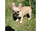 French Bulldog Puppy for sale in New Franklin, MO, USA