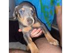 Doberman Pinscher Puppy for sale in Wilson, NC, USA