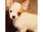 Chihuahua Puppy for sale in Granbury, TX, USA