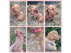 Dachshund Puppy for sale in Sebring, FL, USA