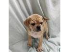 Puggle Puppy for sale in Medford, WI, USA