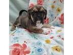 Puggle Puppy for sale in Medford, WI, USA