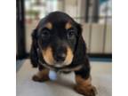 Dachshund Puppy for sale in Liberty, SC, USA