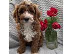 Cavapoo Puppy for sale in East Earl, PA, USA