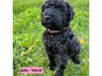 Goldendoodle Puppy for sale in Ephrata, WA, USA