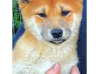 Shiba Inu Puppy for sale in Seattle, WA, USA