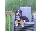 Bernese Mountain Dog Puppy for sale in Crofton, KY, USA