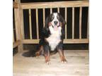 Bernese Mountain Dog Puppy for sale in Crofton, KY, USA