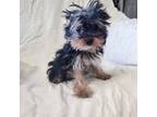 Yorkshire Terrier Puppy for sale in Tucson, AZ, USA