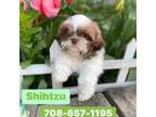 Shih Tzu Puppy for sale in Gurnee, IL, USA