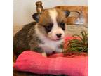 Pembroke Welsh Corgi Puppy for sale in Cheyenne, WY, USA