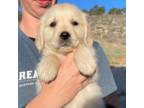 Golden Retriever Puppy for sale in Loveland, CO, USA