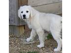 Golden Retriever Puppy for sale in Loveland, CO, USA