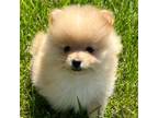 Pomeranian Puppy for sale in Silex, MO, USA