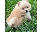 Pomeranian Puppy for sale in Silex, MO, USA
