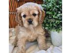 Cocker Spaniel Puppy for sale in Rock Valley, IA, USA