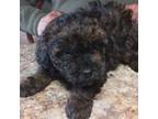 Poodle (Toy) Puppy for sale in Northome, MN, USA