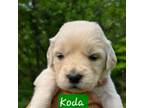 Golden Retriever Puppy for sale in Woodleaf, NC, USA