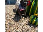 Cane Corso Puppy for sale in Tucson, AZ, USA