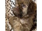 Shih Tzu Puppy for sale in Gallatin, MO, USA