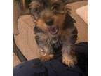 Yorkshire Terrier Puppy for sale in Montgomery, AL, USA