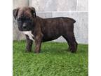 Boxer Puppy for sale in Woodburn, IN, USA