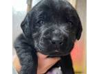 Labrador Retriever Puppy for sale in Liberty, SC, USA