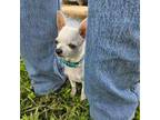 Chihuahua Puppy for sale in South West City, MO, USA