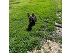 French Bulldog Puppy for sale in New Franklin, MO, USA