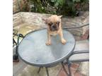 French Bulldog Puppy for sale in Whittier, CA, USA