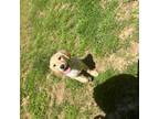 Golden Retriever Puppy for sale in Blackstone, VA, USA