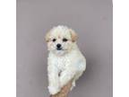 Maltipoo Puppy for sale in Temecula, CA, USA