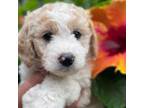 Mutt Puppy for sale in Hastings, MI, USA