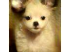 Chihuahua Puppy for sale in Granbury, TX, USA