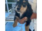 Dachshund Puppy for sale in Largo, FL, USA