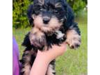 Mutt Puppy for sale in Statesboro, GA, USA